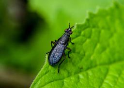 image?url=https://api.biodiversity.iliauni.edu.ge/file/DBImages/New/f2016012828.jpg&w=256&q=75