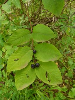 image?url=https://api.biodiversity.iliauni.edu.ge/file/DBImages/New/f2018031556.jpg&w=256&q=75