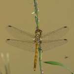 Sympetrum sanguineum