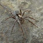 Xerolycosa nemoralis