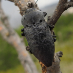 Capnodis porosa