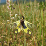 Libelloides macaronius