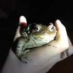 Bufo verrucosissimus