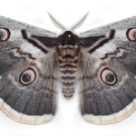 Saturnia pyri