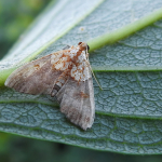 Agrotera nemoralis