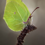 Gonepteryx rhamni