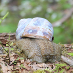 Helix buchii