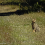 Felis silvestris