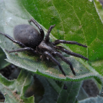 Gnaphosa lucifuga