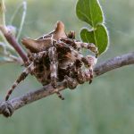 Araneus grossus