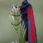 Zygaena purpuralis