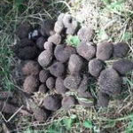 Tuber aestivum