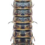 Hemilepistus elongatus