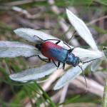 Malachius semiaeneus