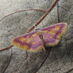 Idaea muricata