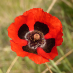 Papaver arenarium