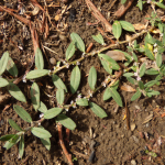 Polygonum alpestre