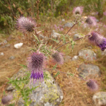 Cirsium caput-medusae