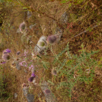 Cirsium caput-medusae