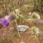 Cirsium caput-medusae