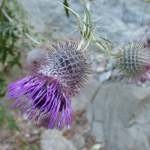 Cirsium adjaricum