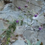 Cirsium adjaricum