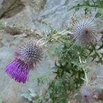 Cirsium adjaricum