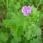 Geranium ibericum