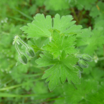 Geranium ibericum