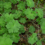 Geranium ibericum