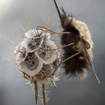 Bombylius discolor