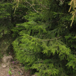 Abies nordmanianna