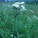 Achillea biserrata 