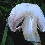 Agaricus silvaticus