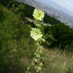 Alcea rugosa