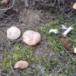 Amanita muscaria