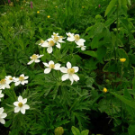 Anemonastrum fasciculatum