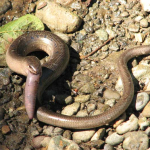 Anguis colchica