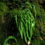 Asplenium trichomanes