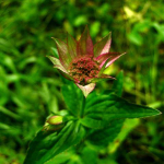 Astrantia maxima