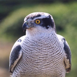 Accipiter gentilis