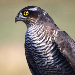 Accipiter nisus