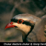 Alectoris chukar