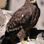 Aquila nipalensis