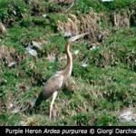 Ardea purpurea