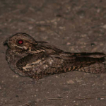 Caprimulgus europaeus