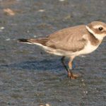 Charadrius dubius