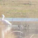 Egretta garzetta