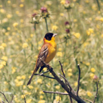 Emberiza melanocephala