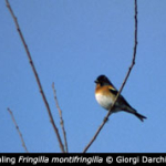 Fringilla montifringilla